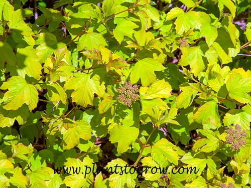 Golden Leaf European Cranberrybush (Viburnum opulus aureum) 
Bright yellow spring foliage.
